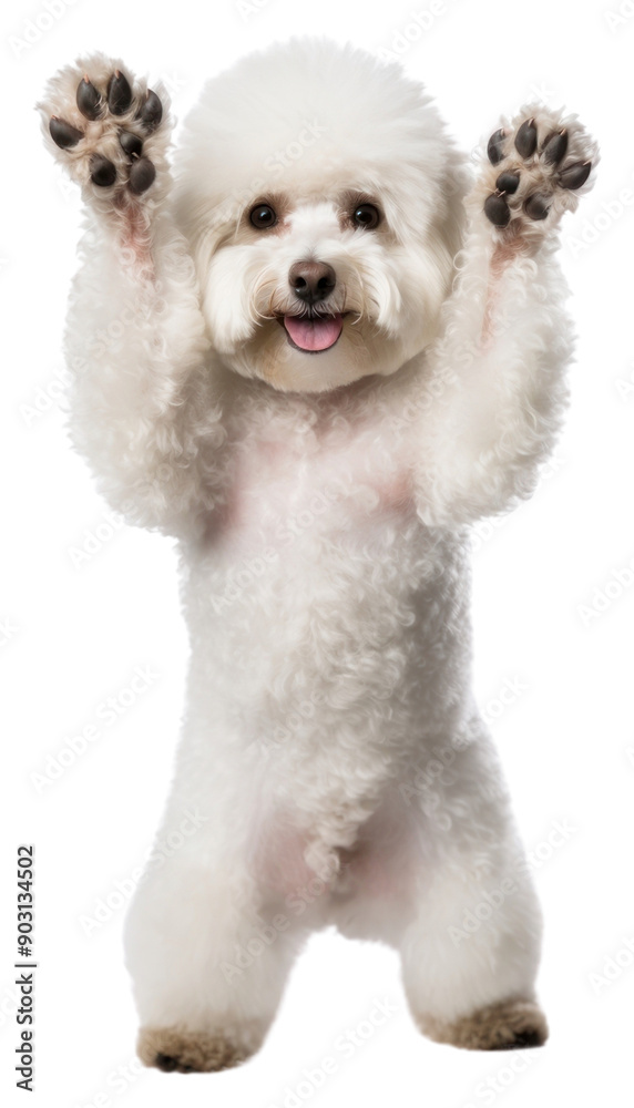 Obraz premium PNG Poodle mammal animal puppy.