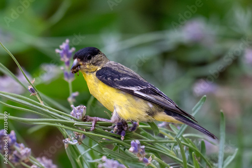 lesser goldfinch