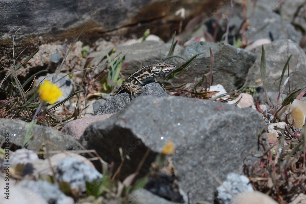 A common wall lizard (latin name Podarcis muralis), sitting on a stone A common wall lizard (latin name Podarcis muralis), sitting on a stone