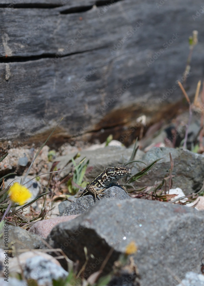 A common wall lizard (latin name Podarcis muralis), sitting on a stone A common wall lizard (latin name Podarcis muralis), sitting on a stone