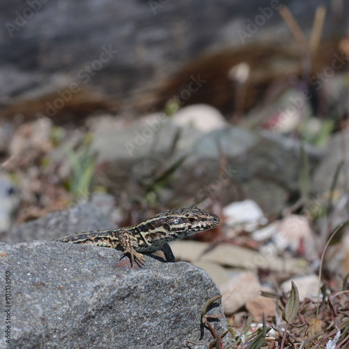 A common wall lizard (latin name Podarcis muralis), sitting on a stone 