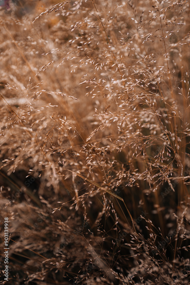 Autumn dry beige field plants growing in nature, rustic background for seasonal posters or calendars design Autumn dry beige field plants growing in nature, rustic background for seasonal posters or calendars design