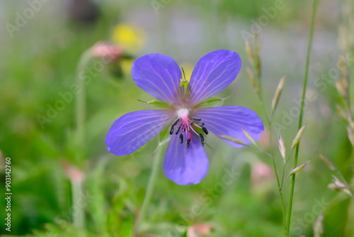 Meadow geranium (Geranium pratense) flower head close-up on a blurred background