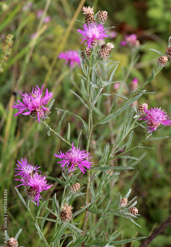 Cornflower Centaurea jacea blooms in a meadow among grasses Cornflower Centaurea jacea blooms in a meadow among grasses