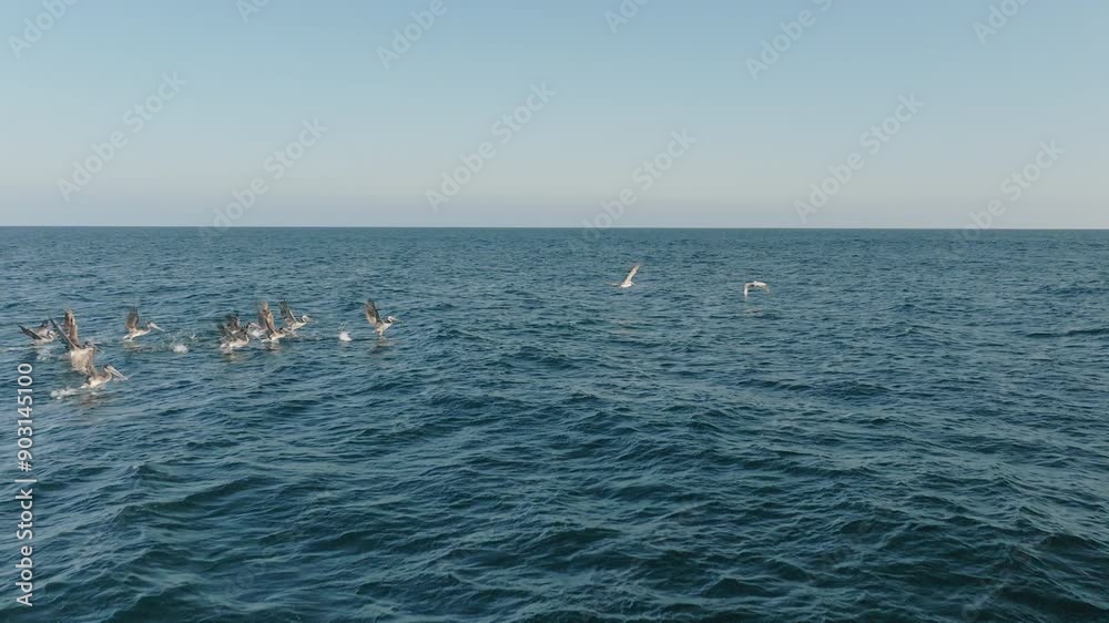 Savor the enchanting sight of pelicans elegantly soaring over the ocean as the sun sets, captured in exquisite 4K resolution. This stunning moment is truly enthralling and marvelously beautiful Savor the enchanting sight of pelicans elegantly soaring over the ocean as the sun sets, captured in exquisite 4K resolution. This stunning moment is truly enthralling and marvelously beautiful