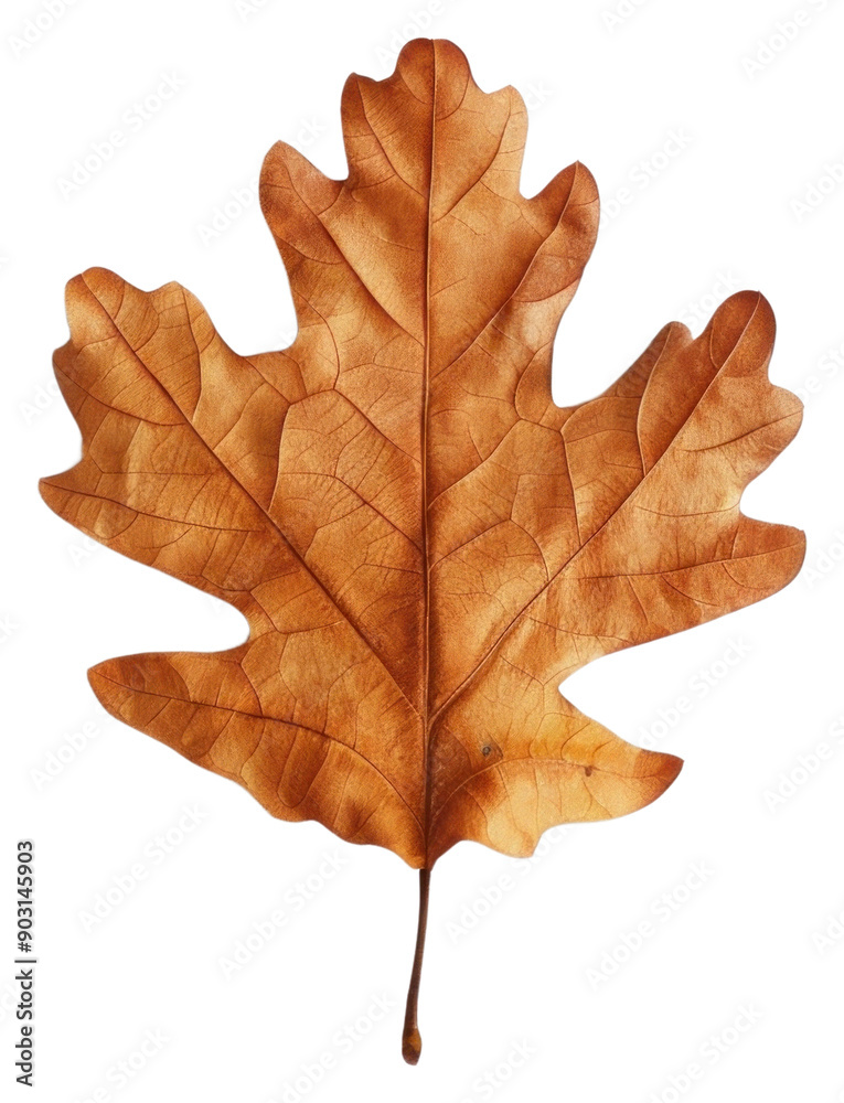 PNG Crisp autumn oak leaf isolated PNG Crisp autumn oak leaf isolated