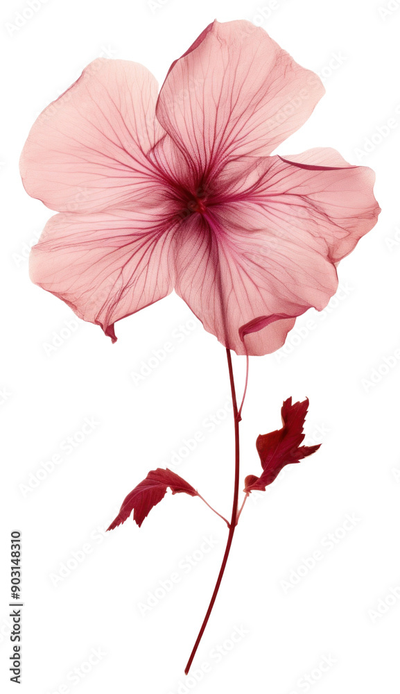 Fototapeta premium PNG Real Pressed a hibiscus flower petal plant.