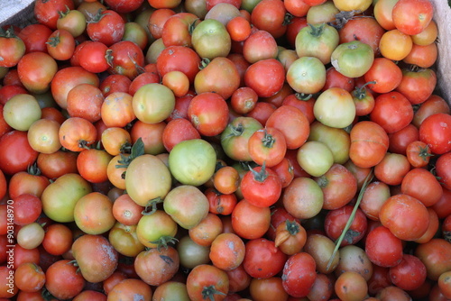 Side view of yellow, green, and red tomatoes on bags photo