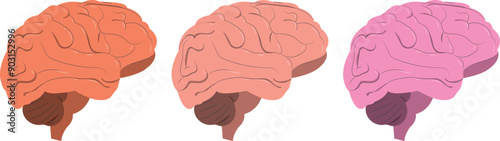 Human Brain 3 light colors Vector Abstract