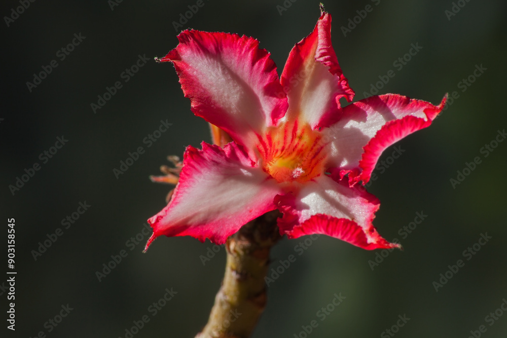 Fototapeta premium Impala lily Adenium multiflorum B6423