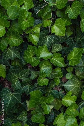 Dense foliage of ivy leaves, with their vibrant green color and intricate leaf patterns. This natural ground cover creates a lush and serene environment, perfect for a garden or woodland setting.