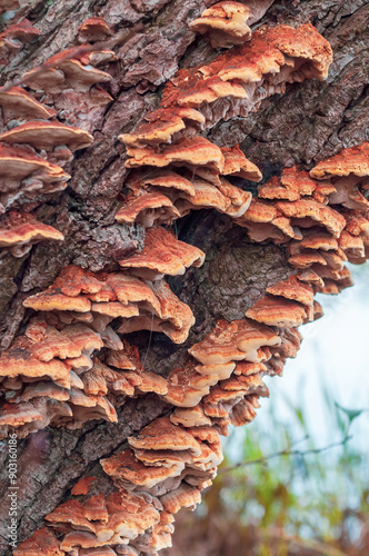 A variety of fungi growing on the rough bark of a tree, capturing the intricate and rustic beauty of forest life and natural growth patterns.