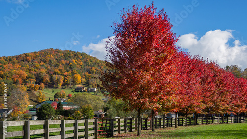 autumn landscape with trees