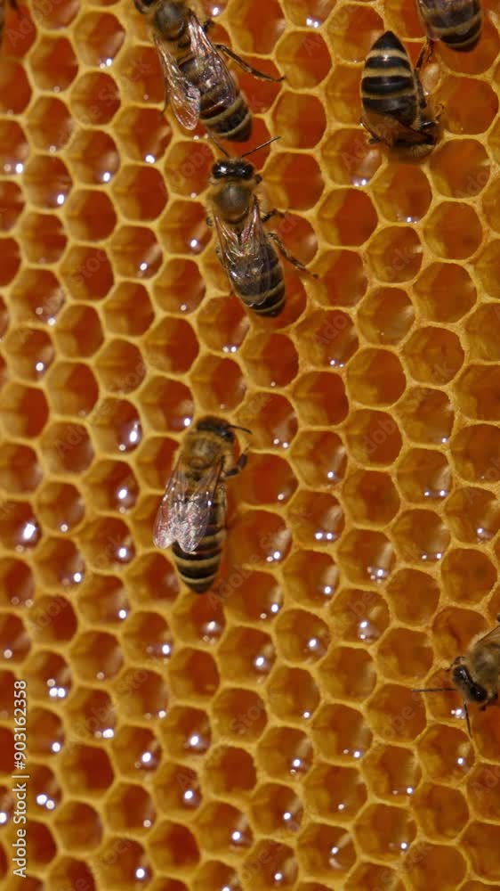 Stripy honey insects making honey filling the wax cells. Beautiful bees crawling into cells and sealing fresh product. Close up. Blurred backdrop. Vertical video Stripy honey insects making honey filling the wax cells. Beautiful bees crawling into cells and sealing fresh product. Close up. Blurred backdrop. Vertical video