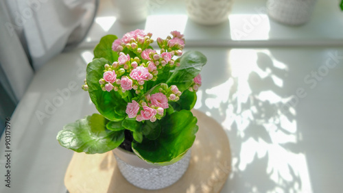 Kalanchoe potted plant with vibrant pink flowers sits on a wooden coaster in a bright room. The plant is bathed in soft, natural light, casting shadows on the coaster.