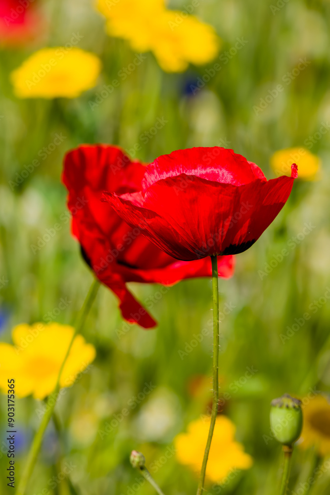 Naklejka premium Close-up of Poppies and colorful wildflowers in a meadow