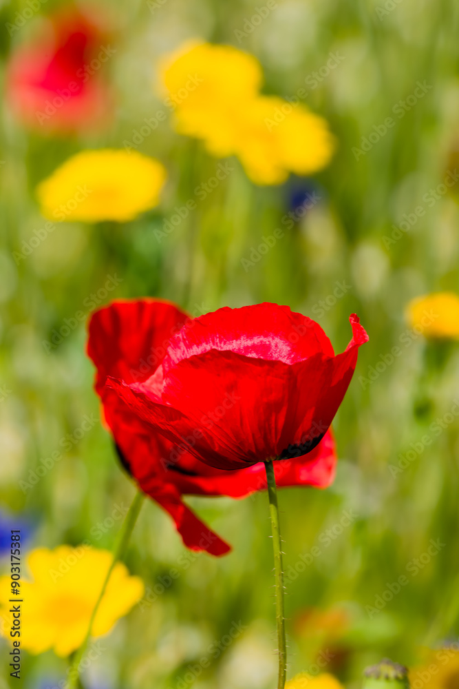 Naklejka premium Close-up of Poppies and colorful wildflowers in a meadow