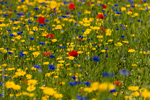 Fototapeta Naklejka Na Ścianę i Meble -  Multi-colored wildflowers in a meadow during summer