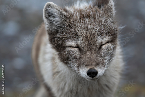 Polar fox