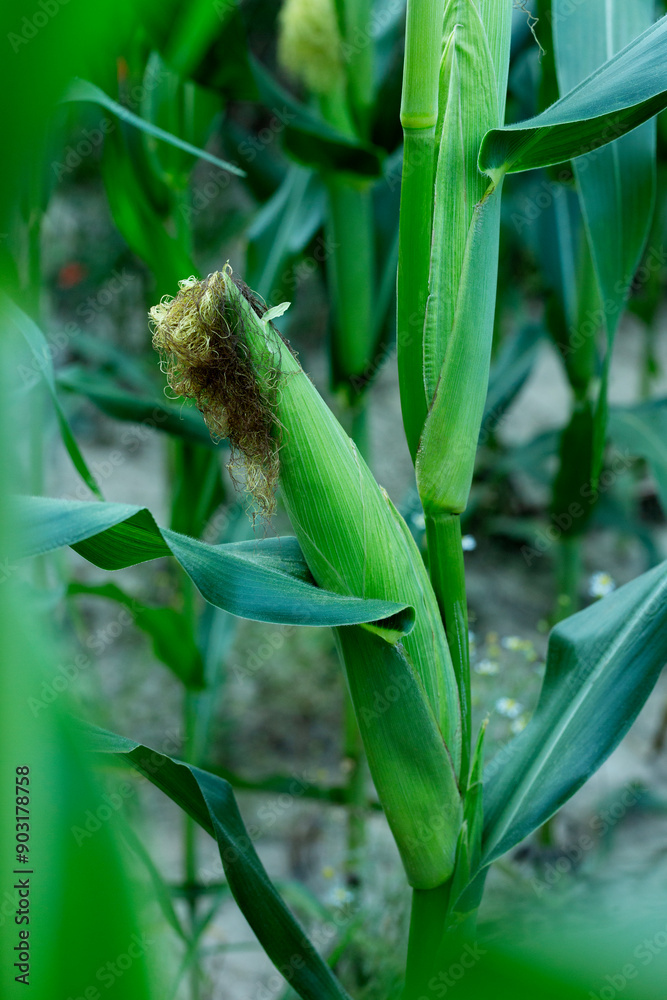 Corn cob in corn plantation field. Fresh corn cob. Corn cob in corn plantation field. Fresh corn cob.