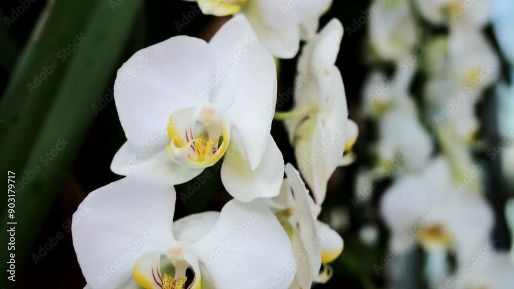 Stunning Close-Up of White Orchids Blooming in a Lush Tropical Garden Stunning Close-Up of White Orchids Blooming in a Lush Tropical Garden