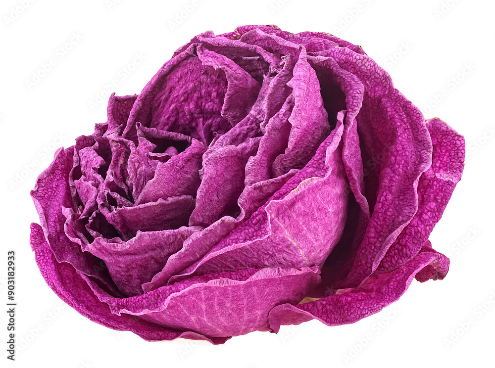 Obraz premium Single faded rose isolated on a white background. Dried rose flower head.
