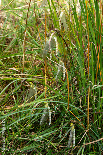 synchron frisch geschlüpfte Blaugrüne Mosaikjungfern (Aeshna cyanea)