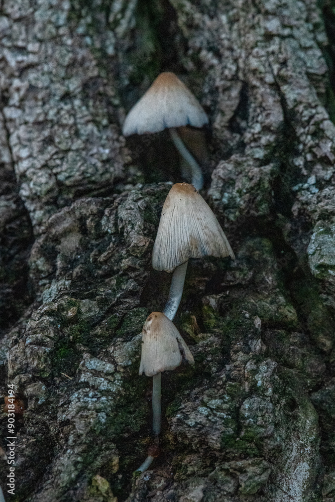 Fototapeta premium mushrooms on a tree