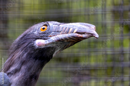 Luzon Tarictic Hornbill (Penelopides manillae) in Luzon Island, Philippines photo