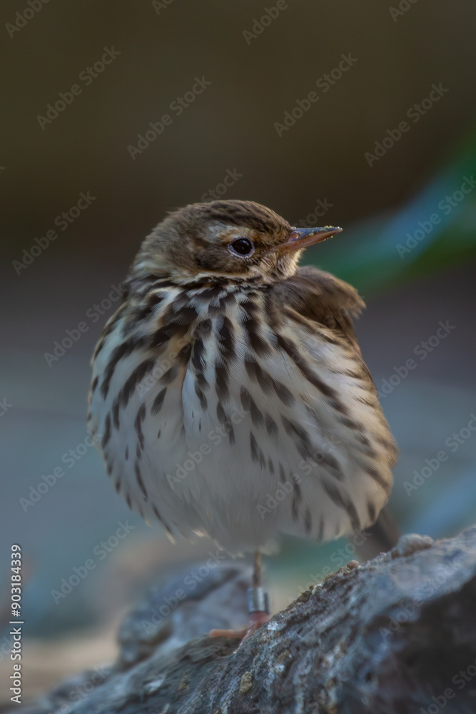 Fototapeta premium Olive-backed Pipit (Anthus hodgsoni) in its Natural Habitat