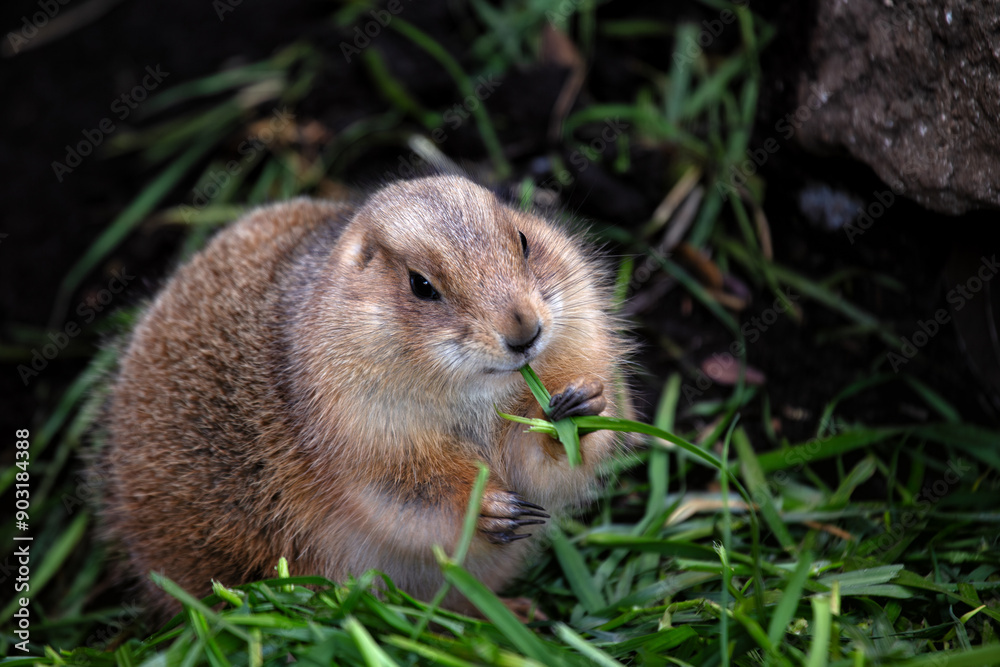 Prairie Dog (Cynomys spp.) in its Natural Habitat