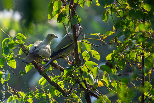 Pink-necked Green Pigeon (Treron vernans) in its Natural Habitat photo