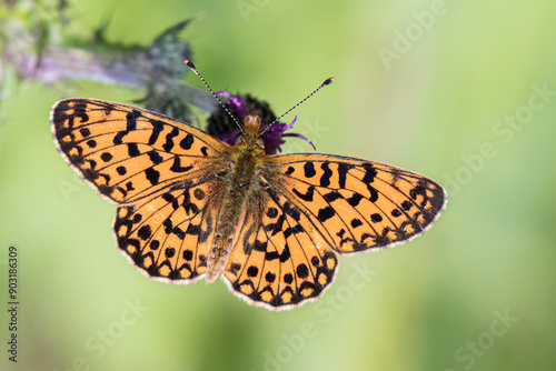 Small pearl-bordered fritillary - Boloria selene - Zilveren maan