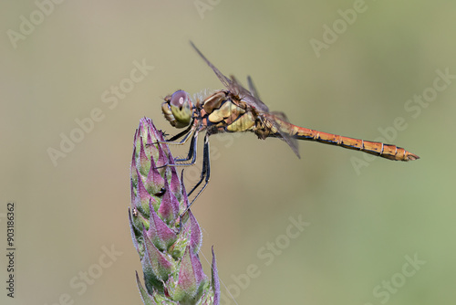Vagrant darter - Sympetrum vulgatum - Steenrode heidelibel