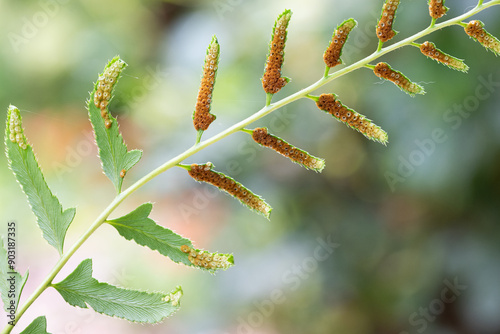 Groups of tiny, rust colored spores grouped into clusters called sori on the underside of a fern leaf. photo