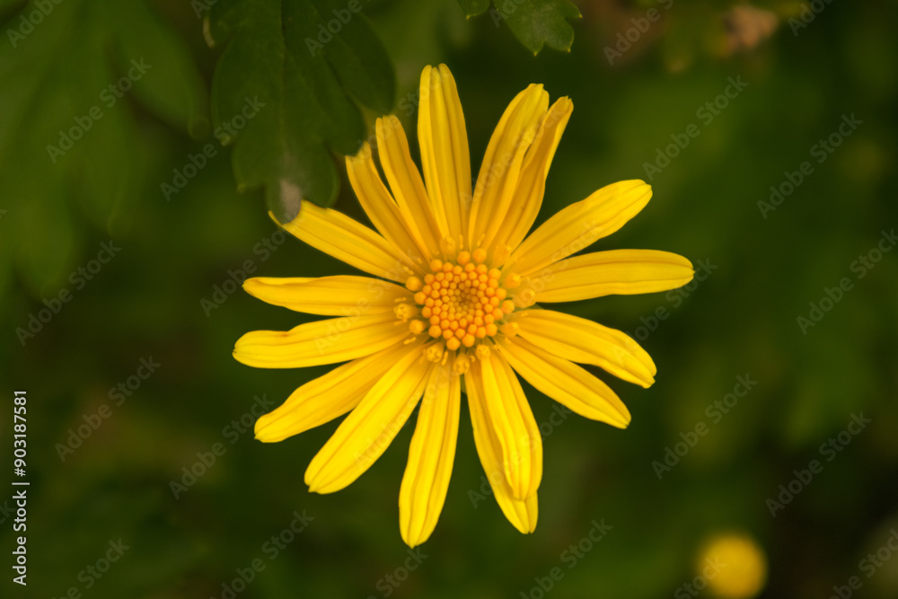 yellow flower in the garden, fotografía macro de flor amarilla en el jardín yellow flower in the garden, fotografía macro de flor amarilla en el jardín