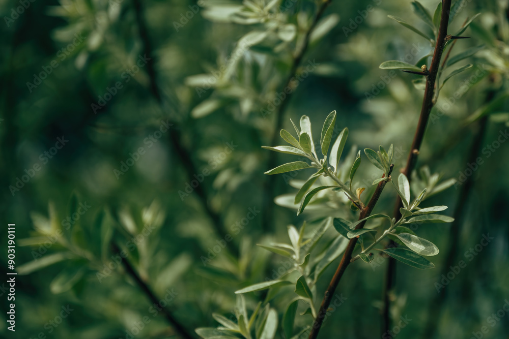 Wild olive tree branches with leaves