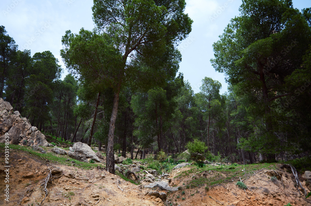 Serene forest landscape with tall green trees and rocky terrain on a sunny day Serene forest landscape with tall green trees and rocky terrain on a sunny day