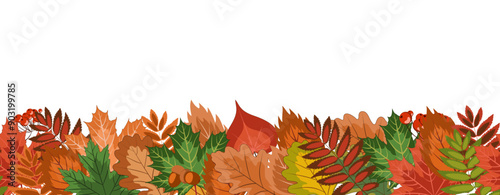 autumn seamless border, a lot of bright fallen leaves, acorns and rowan berries lie in a horizontal strip from below. colorful vector illustration on an autumn theme. isolated on white
