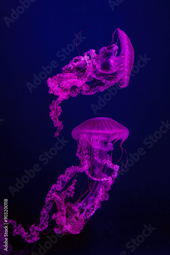 Two Jellifish South american sea nettle, Chrysaora plocamia swimming in aquarium tank with red neon illumination. Aquatic organism, animal, undersea life, biodiversity photo