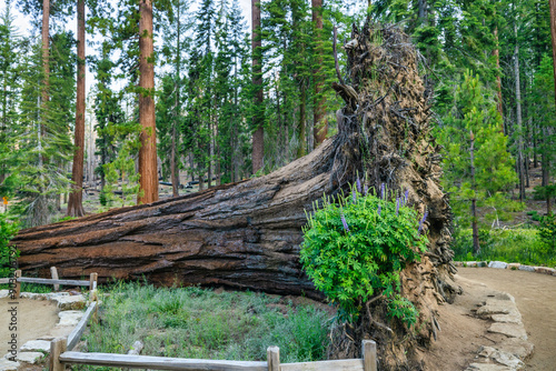 Sequoia Fallen Monarch in the Mariposa Grove, Yosemite National Park