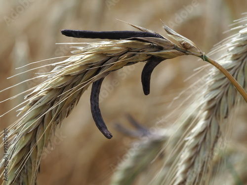 Claviceps purpurea on the ears of rye 