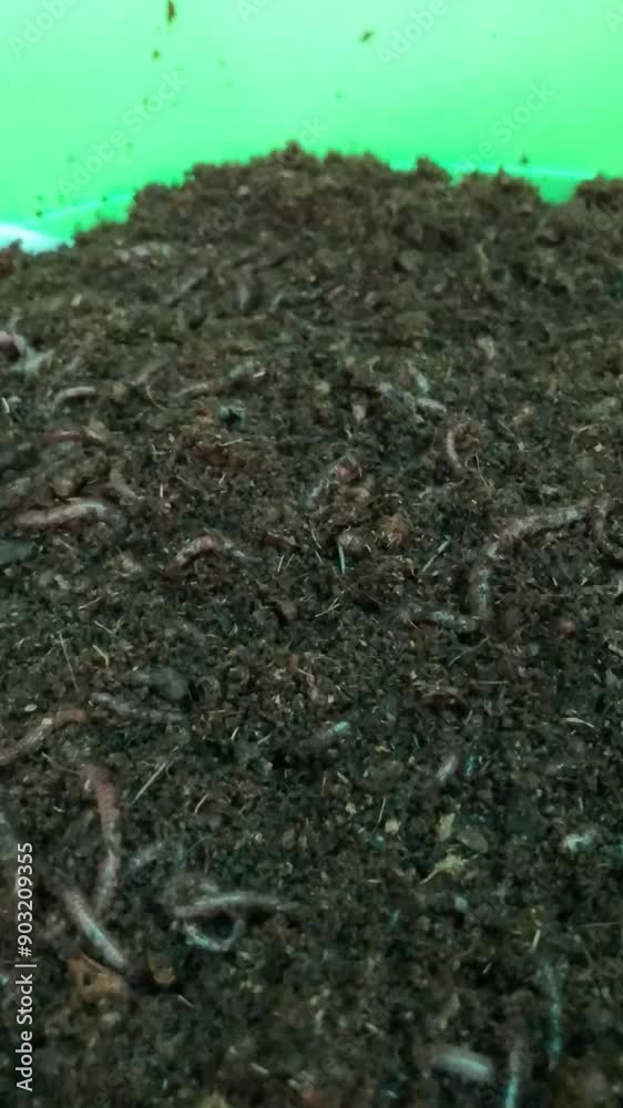 Close-up of red earthworms actively working in home compost Close-up of red earthworms actively working in home compost