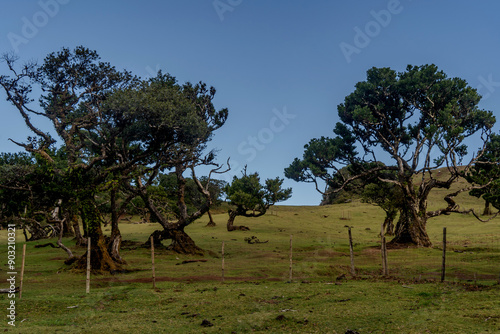 The primeval laurel forest of Laurissilva on the island of Madeira Portugal Gnarled trees scattered across a grassy field. Rolling hills stretch into the distance under a clear blue sky. photo