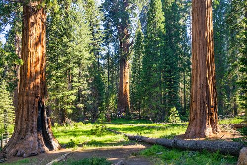 Sequoia National Park and Kings Canyon. Giant sequoia trees, forest trails, wooden fence and hiking trail, Kings River Canyons