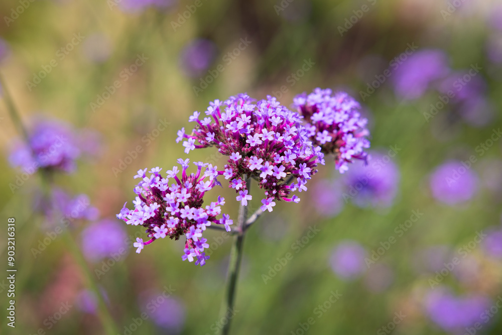 Purpletop Vervain blossoms in the garden. Selective focus. Purpletop Vervain blossoms in the garden. Selective focus.