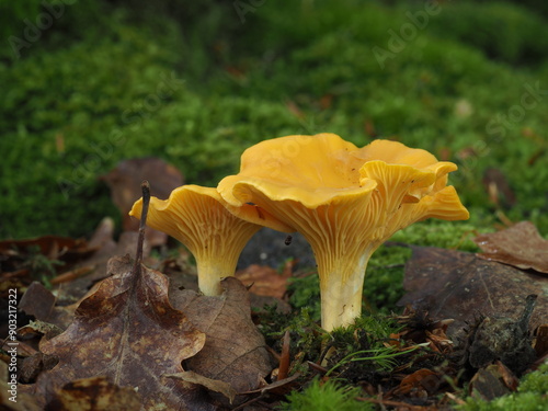 Cantharellus cibarius golden chanterelle