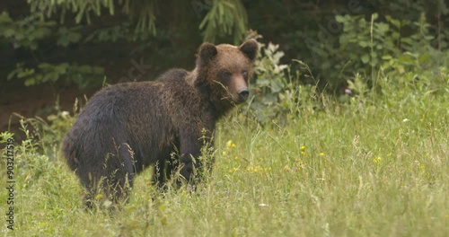 European brown bear foraging in a forest clearing.Romania.  Close-Up Image.