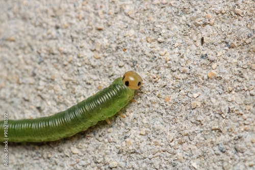 green caterpillar macro on red rose