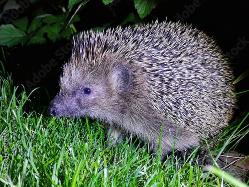 Igelchen